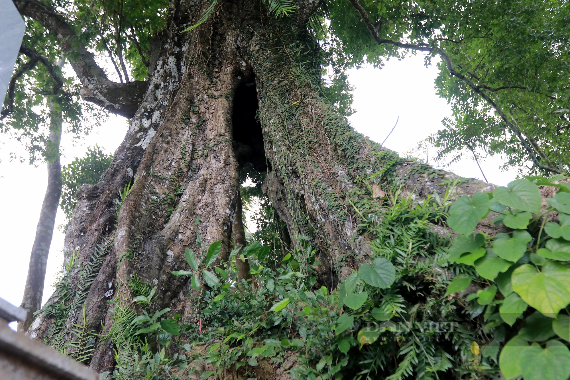 Một cây cổ thụ 700 năm tuổi ở Hà Tĩnh tương truyền cứu vua Lê Thái Tổ nay vẫn xanh um, quả thơm khắp làng- Ảnh 6.