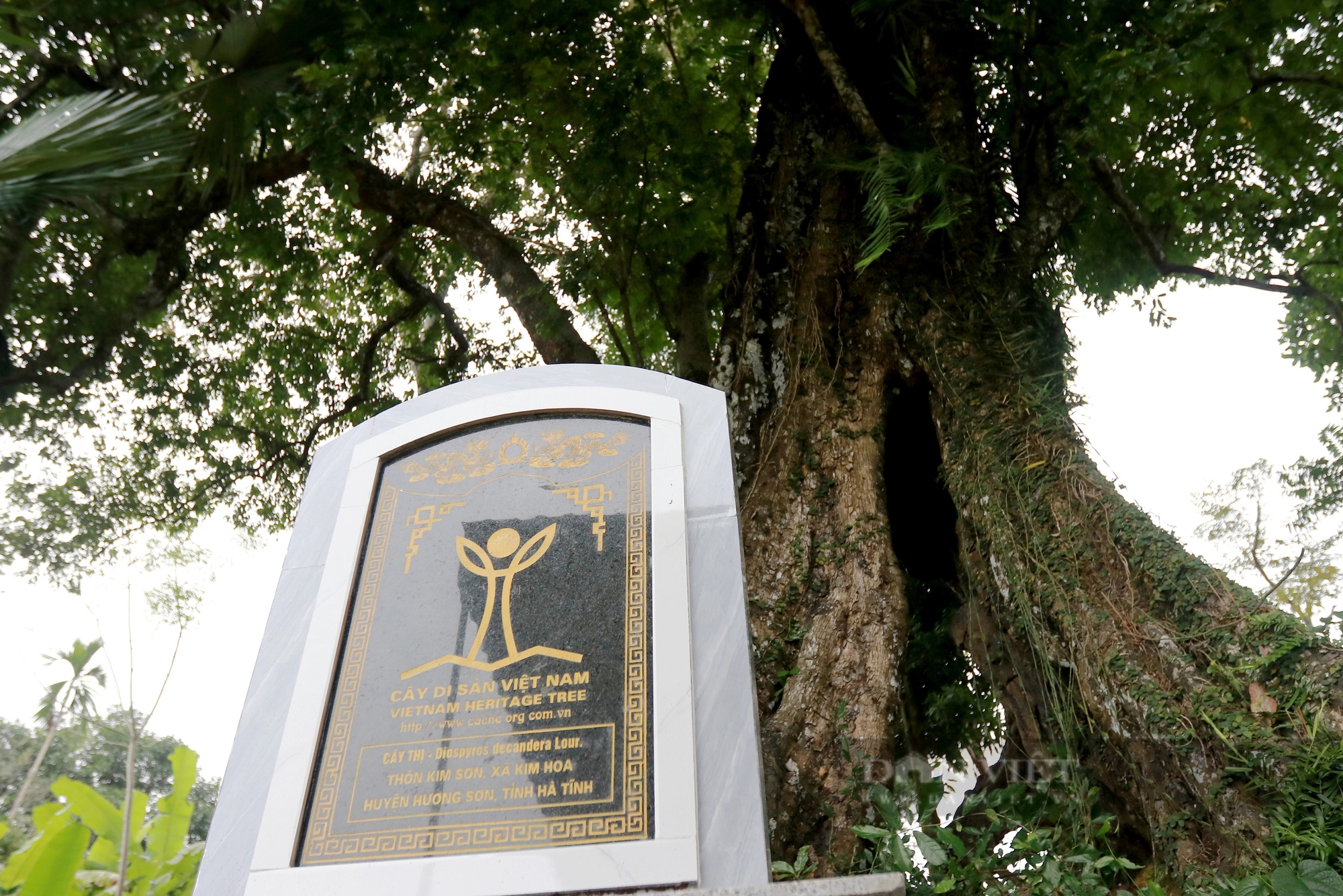 Một cây cổ thụ 700 năm tuổi ở Hà Tĩnh tương truyền cứu vua Lê Thái Tổ nay vẫn xanh um, quả thơm khắp làng- Ảnh 13.