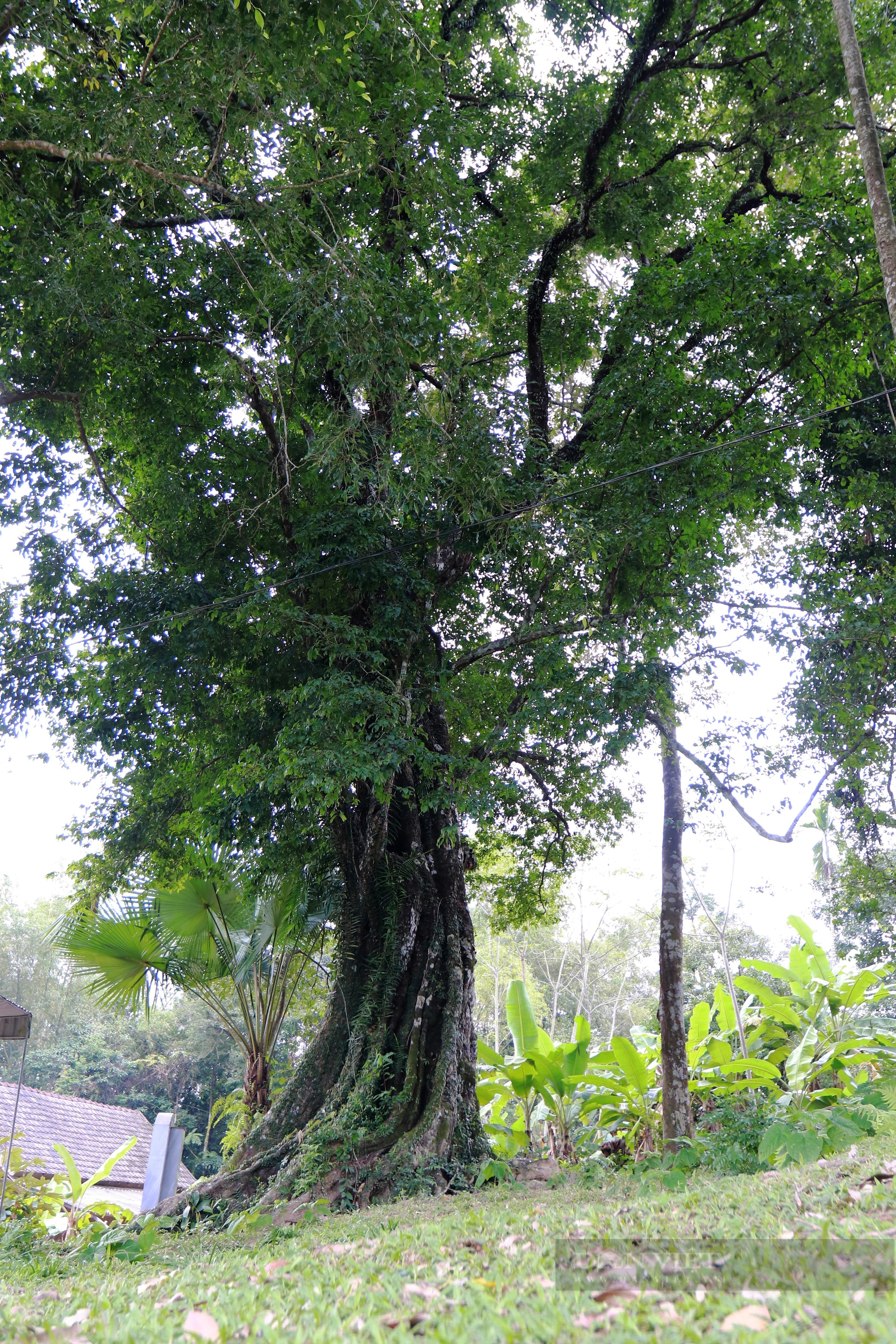 Một cây cổ thụ 700 năm tuổi ở Hà Tĩnh tương truyền cứu vua Lê Thái Tổ nay vẫn xanh um, quả thơm khắp làng- Ảnh 14.