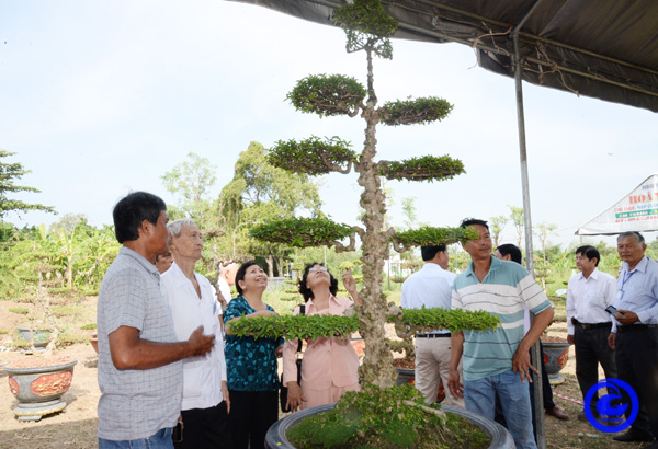 Đến một nơi ở Tiền Giang, bất ngờ thấy cây mai chiếu thủy có tên: Cần, kiệm, liêm, chính, chí, công, vô, tư- Ảnh 2.