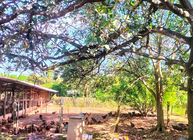 Chăn thả trong vườn điều, đàn gà vịt ở đây được dạo chơi, thịt săn chắc bán giá cao hơn hẳn- Ảnh 2.