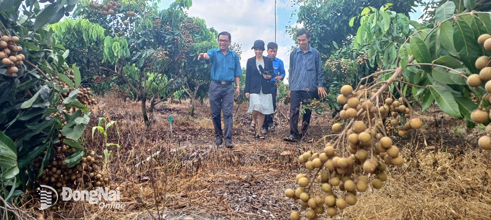 Trồng nhãn Thái Ido ở Đồng Nai kiểu gì mà cây thấp tè đã ra đầy trái, nhiều người đến xem?- Ảnh 2.