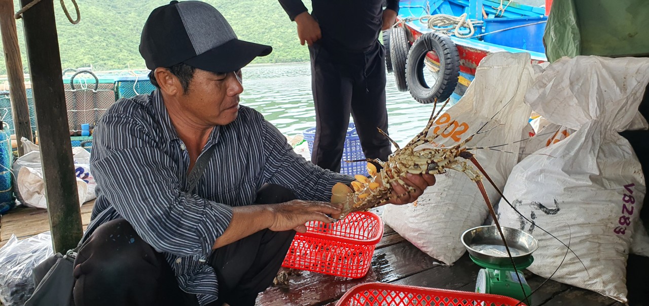 Tôm hùm bông của nông dân Khánh Hòa bí đầu ra, doanh nghiệp lập chiến dịch kết nối, tiêu thụ tại Hà Nội- Ảnh 1.