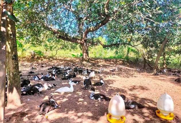 Chăn thả trong vườn điều, đàn gà vịt ở đây được dạo chơi, thịt săn chắc bán giá cao hơn hẳn- Ảnh 1.