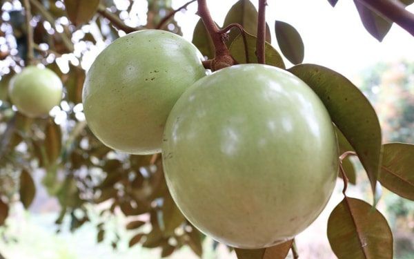 Tết đến nơi, một loại trái cây ngon ở Vĩnh Long bất ngờ sụt giảm giá