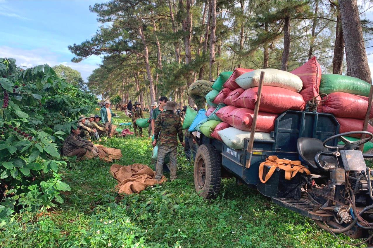 Cà phê “đắt như tôm tươi”, thương lái đánh xe tới tận rẫy thương lượng, nông dân còn chờ đợi điều gì?- Ảnh 2.