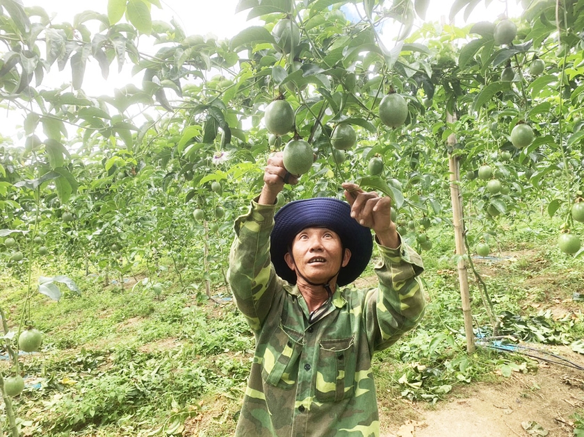 Từng là loại cây nông dân chán quá phải chặt bỏ, sát Tết giá chanh dây bỗng tăng mạnh- Ảnh 1.