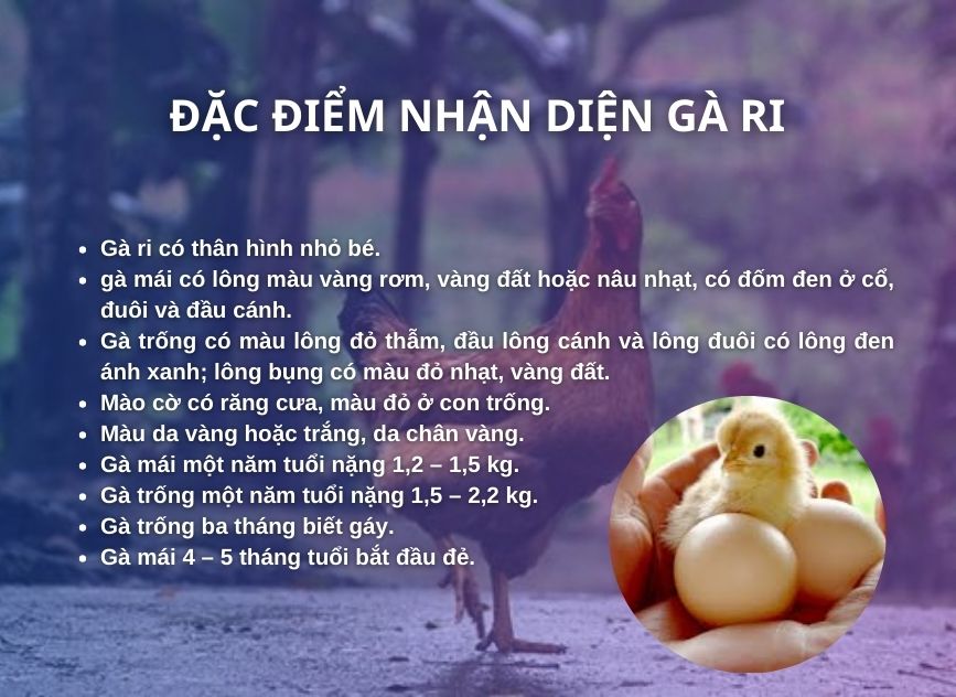 SỔ TAY NHÀ NÔNG: Hướng dẫn lựa chọn giống gà Ri giống để nuôi gà bằng thức ăn thảo dược- Ảnh 1.