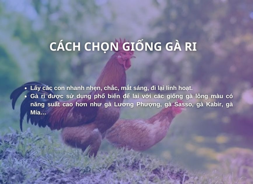 SỔ TAY NHÀ NÔNG: Hướng dẫn lựa chọn giống gà Ri giống để nuôi gà bằng thức ăn thảo dược- Ảnh 2.