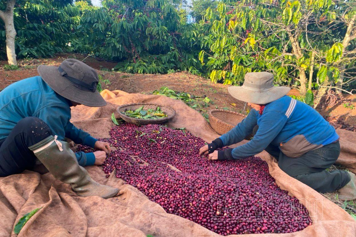 Cà phê “đắt như tôm tươi”, thương lái đánh xe tới tận rẫy thương lượng, nông dân còn chờ đợi điều gì?- Ảnh 1.