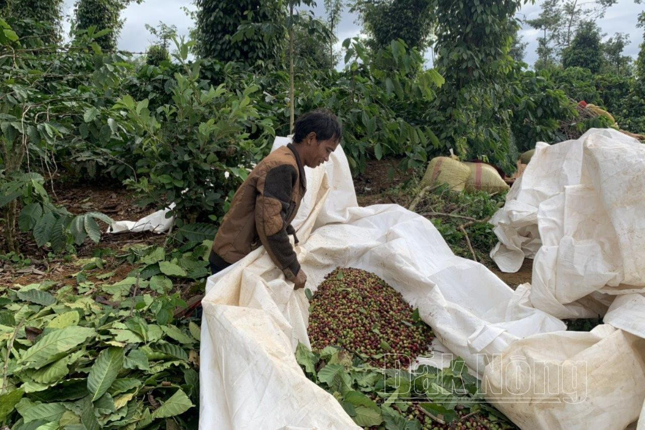 Cà phê “đắt như tôm tươi”, thương lái đánh xe tới tận rẫy thương lượng, nông dân còn chờ đợi điều gì?- Ảnh 3.