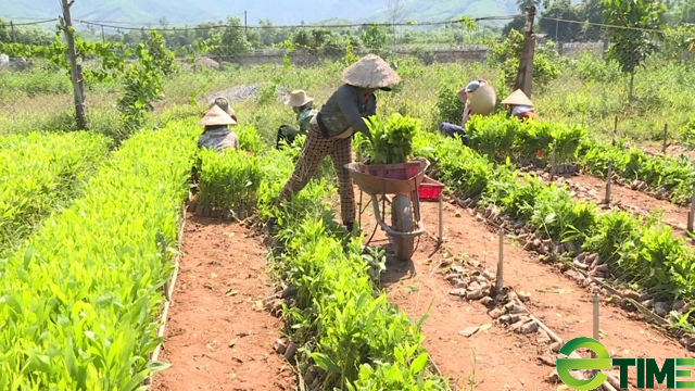 Quảng Ngãi:
Nỗi niềm huyện chỉ thu ngân sách 11 tỷ/năm được thoát danh sách huyện nghèo của cả nước
- Ảnh 7.