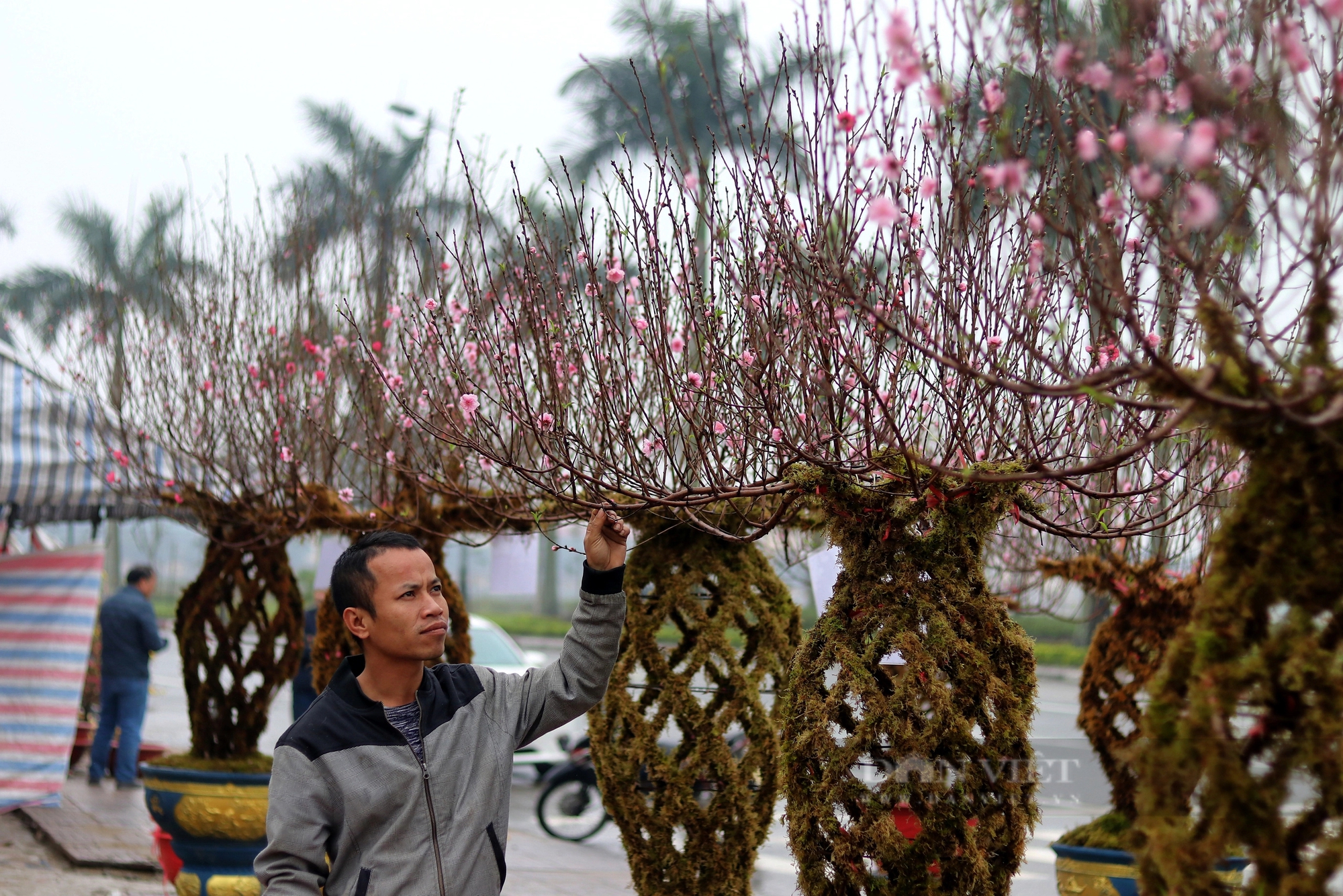 Độc lạ ở Hà Tĩnh, đào tết hình lộc bình giá chục triệu/cây vẫn đắt như tôm tươi- Ảnh 1.