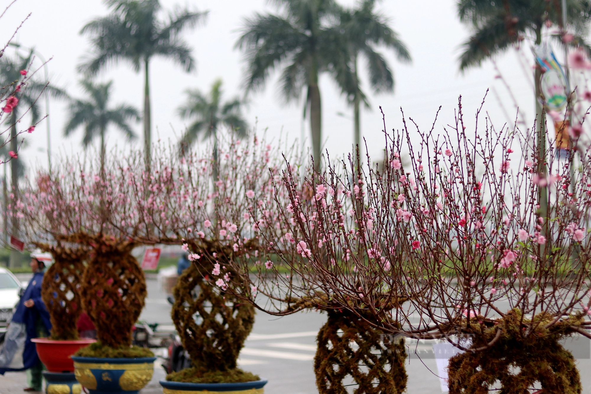 Độc lạ ở Hà Tĩnh, đào tết hình lộc bình giá chục triệu/cây vẫn đắt như tôm tươi- Ảnh 12.