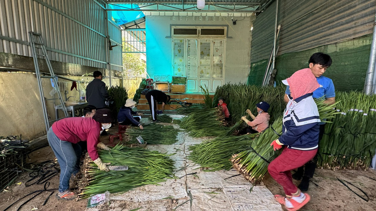 Hàng trăm xe đông lạnh đổ về làng trồng hoa lay ơn lớn nhất nước trước ngày ông Công ông Táo - Ảnh 4.