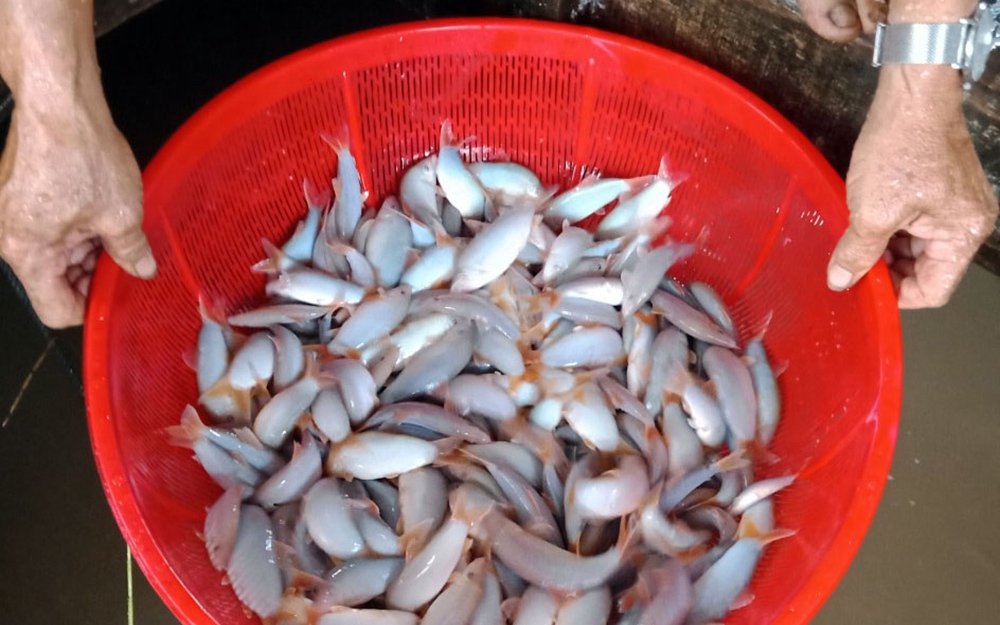 Đây là cá đặc sản nuôi thành công trên sông Hậu ở An Giang, bán 500.000 đồng/kg vẫn đắt hàng