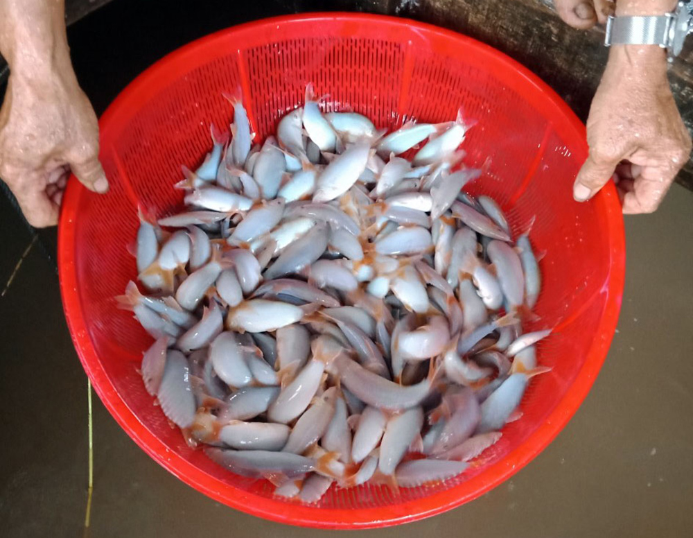 Đây là cá đặc sản nuôi thành công trên sông Hậu ở An Giang, bán 500.000 đồng/kg vẫn đắt hàng- Ảnh 5.