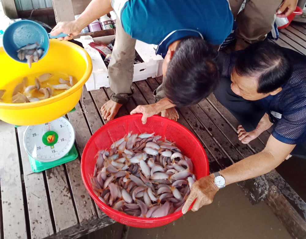 Đây là cá đặc sản nuôi thành công trên sông Hậu ở An Giang, bán 500.000 đồng/kg vẫn đắt hàng- Ảnh 2.