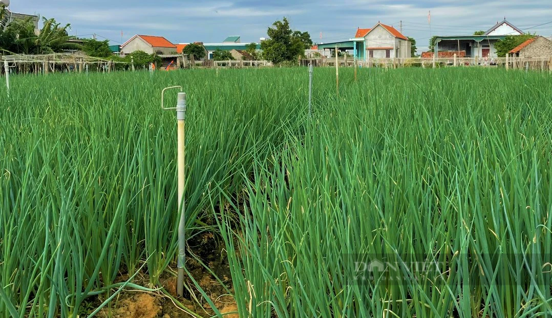 Trồng rau an toàn, dân một xã ở Nghệ An cứ nhổ là bán hết sạch, thu hàng trăm triệu/ha- Ảnh 1.