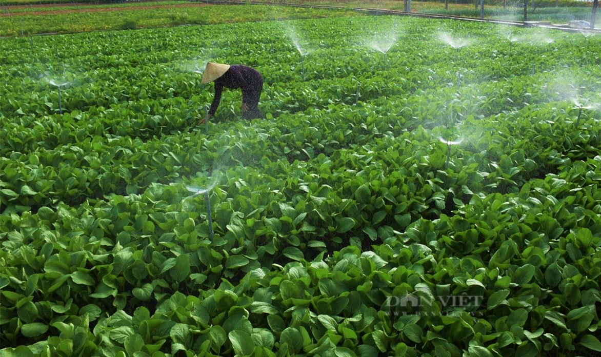 Trồng rau an toàn, dân một xã ở Nghệ An cứ nhổ là bán hết sạch, thu hàng trăm triệu/ha- Ảnh 4.