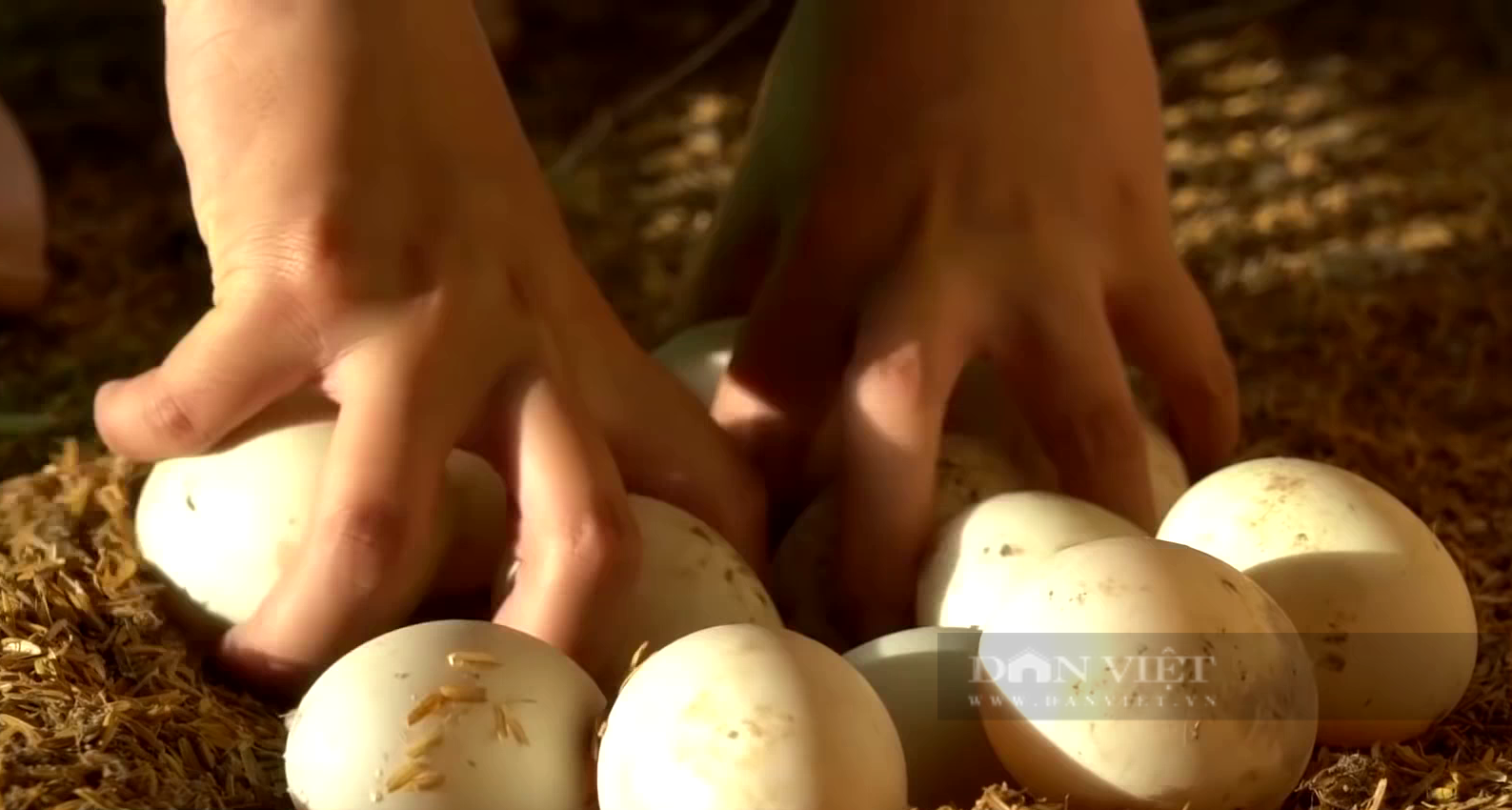 Làm sân chơi, xây hồ bơi nuôi vịt, ông nông dân Tây Ninh tha hồ nhặt trứng bán thu tiền triệu mỗi ngày- Ảnh 3.