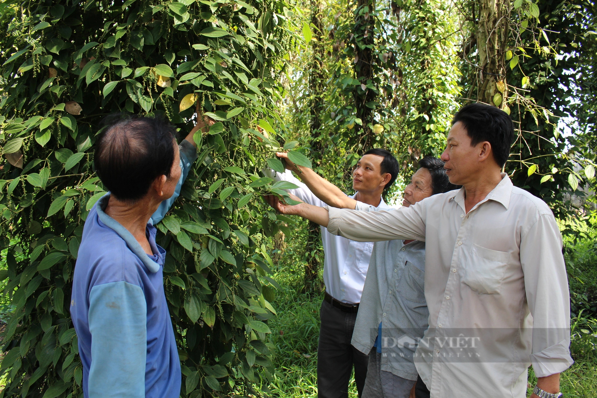 Một HTX ở Kiên Giang trồng tiêu hữu cơ được gắn sao OCOP, nhà nào cũng có thu nhập cao- Ảnh 4.