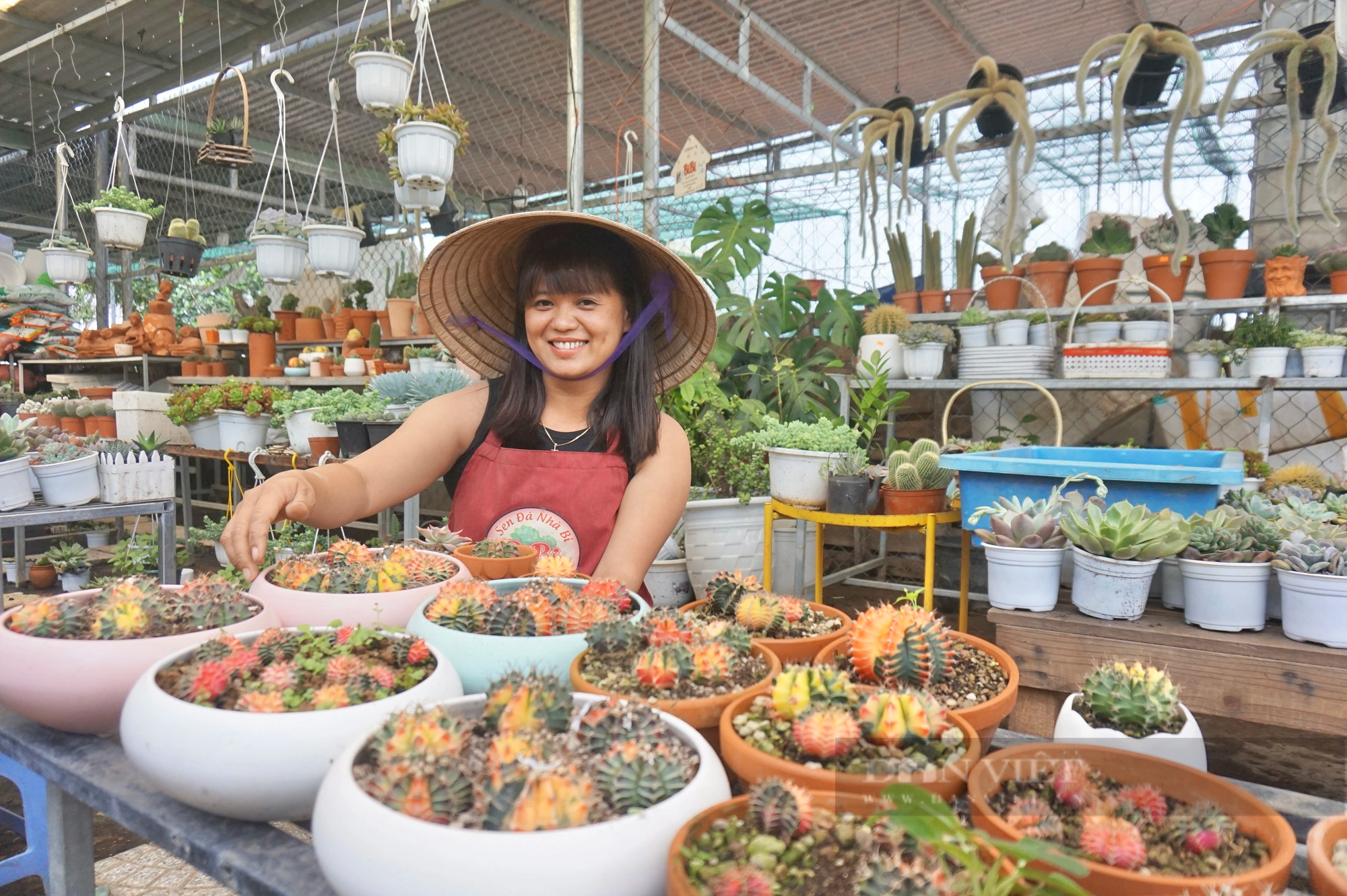 Trồng thứ cây cảnh mọng nước đang hot, 8X Đà Nẵng đón vô số khách vô vườn xem, thu nhập cao- Ảnh 1.