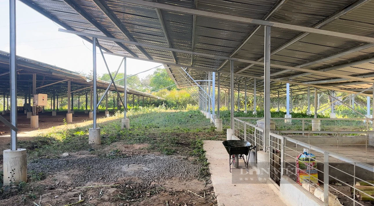 Vụ loạt dự án điện mặt trời "núp bóng" trang trại nông nghiệp: Sẽ thu hồi dự án nếu cố tình vi phạm- Ảnh 1.