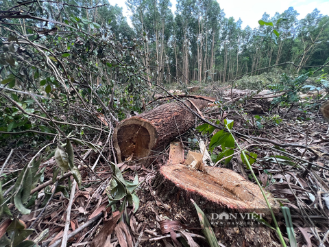 2,5ha rừng phòng hộ tại Bình Định bị "cạo trắng", Chủ tịch huyện kết luận có dấu hiệu “huỷ hoại rừng”- Ảnh 2.