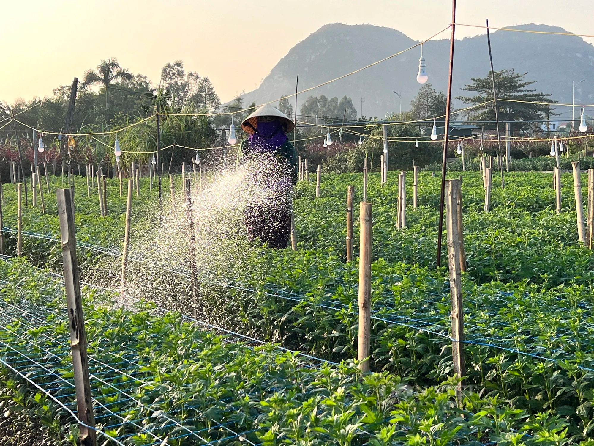 Làng hoa tết lớn nhất Thanh Hóa, dân tất bật vào vụ tỉa lá, chăm cây, nuôi bông đón xuân Giáp Thìn- Ảnh 4.