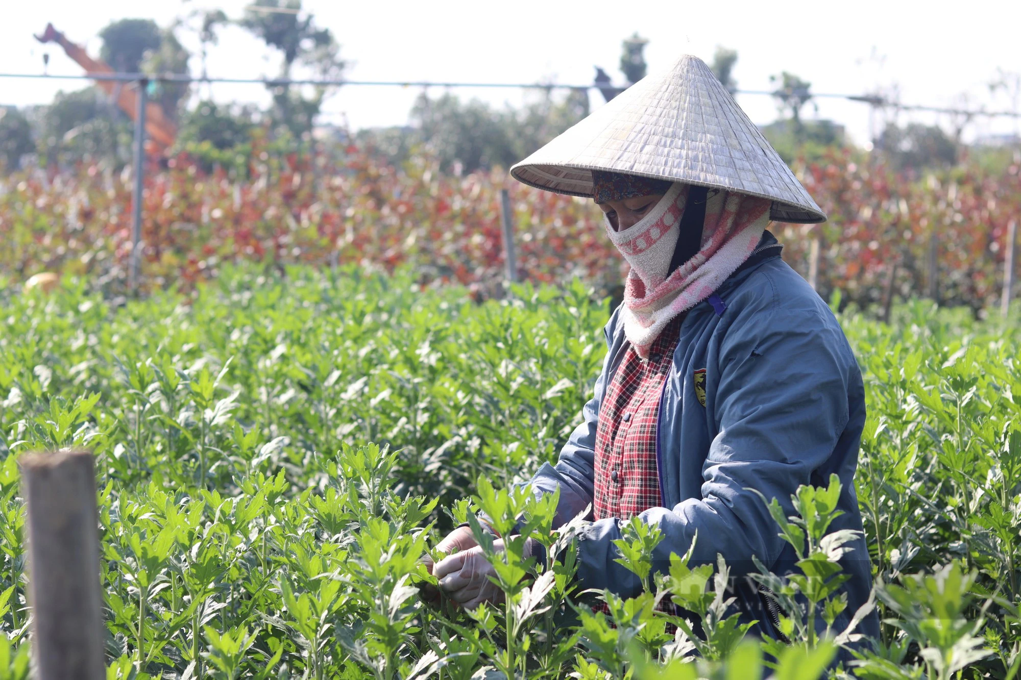 Làng hoa tết lớn nhất Thanh Hóa, dân tất bật vào vụ tỉa lá, chăm cây, nuôi bông đón xuân Giáp Thìn- Ảnh 11.