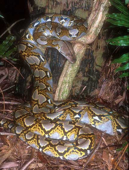 Chuyện về loài rắn khổng lồ ở một ngọn núi nổi tiếng An Giang, sự thật là đã bắt được con nặng tới 60 ký- Ảnh 1.