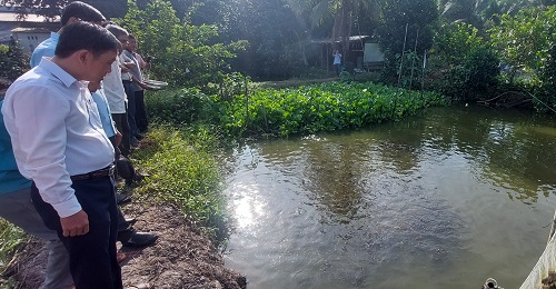 Loại cá đặc sản này nuôi dày đặc trong ao vườn, nông dân một nơi ở Trà Vinh bắt lên toàn con bự- Ảnh 1.