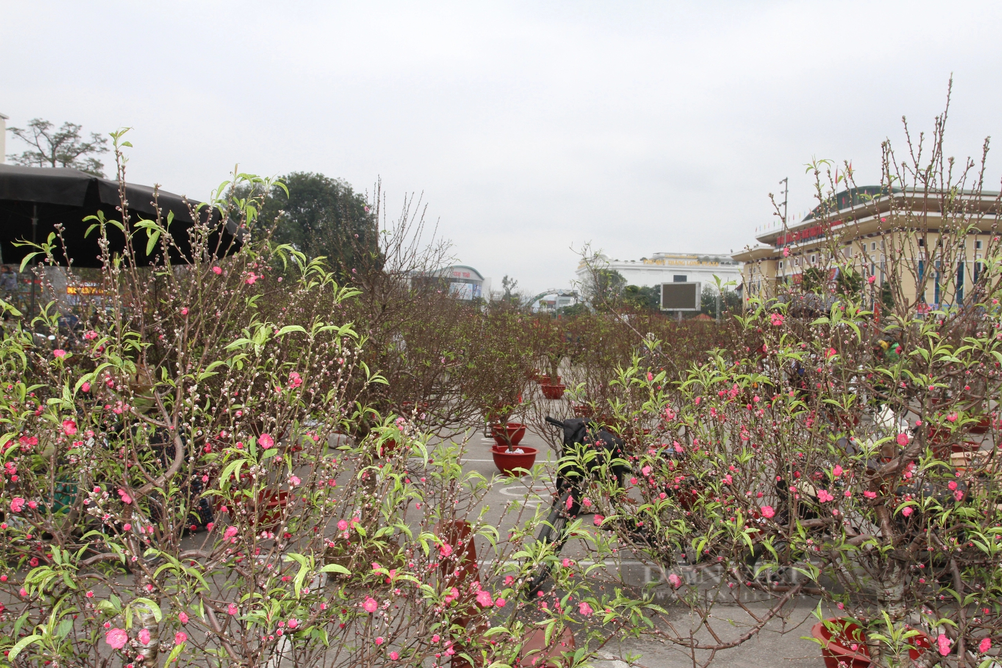 Chợ hoa cây cảnh tết Thái Nguyên, dân tấp nập xem, tiểu thương nóng ruột - Ảnh 3.