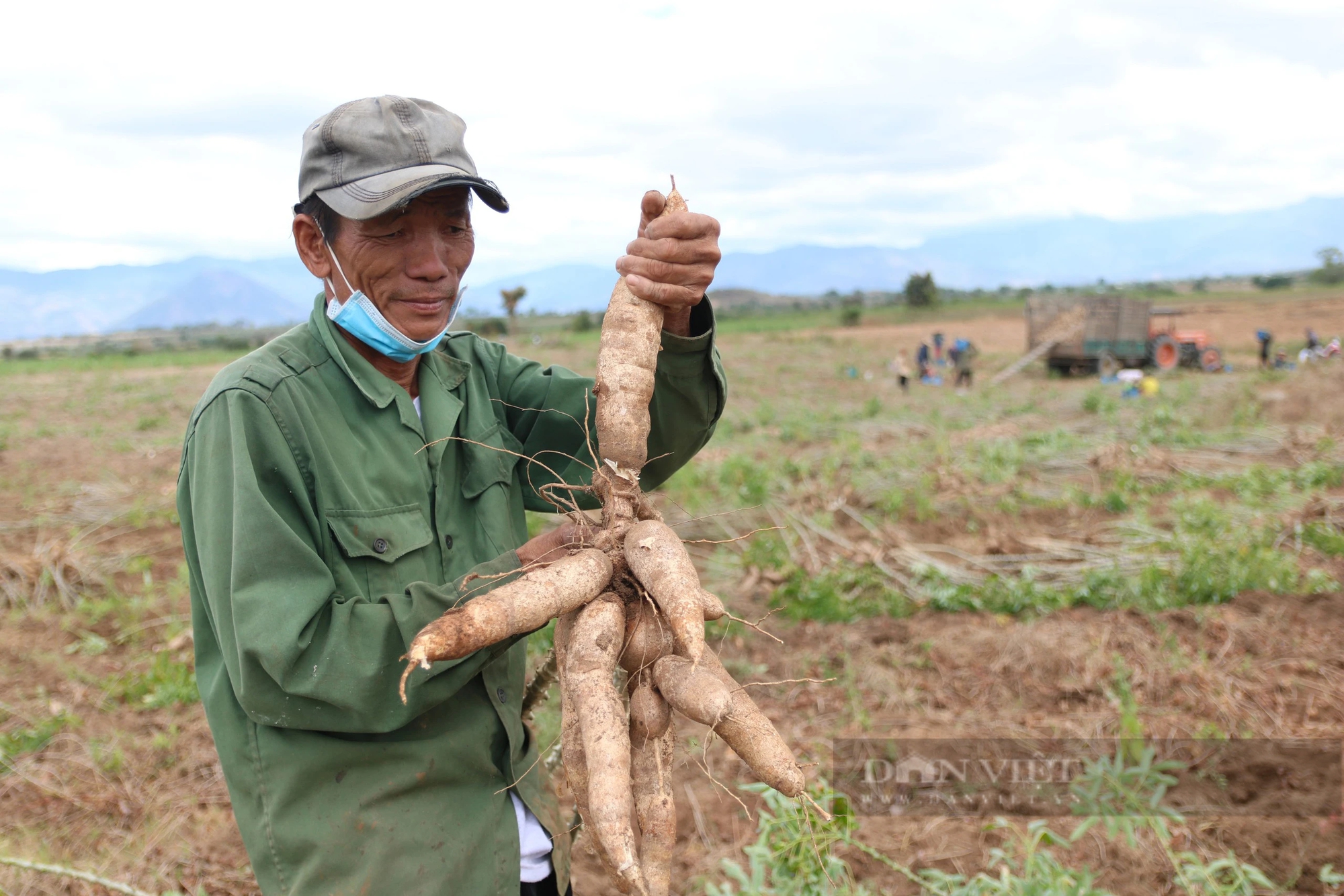 Giá củ mì ở Ninh Thuận tăng cao nhất sau nhiều năm, nông dân phấn khởi đón Tết- Ảnh 2.