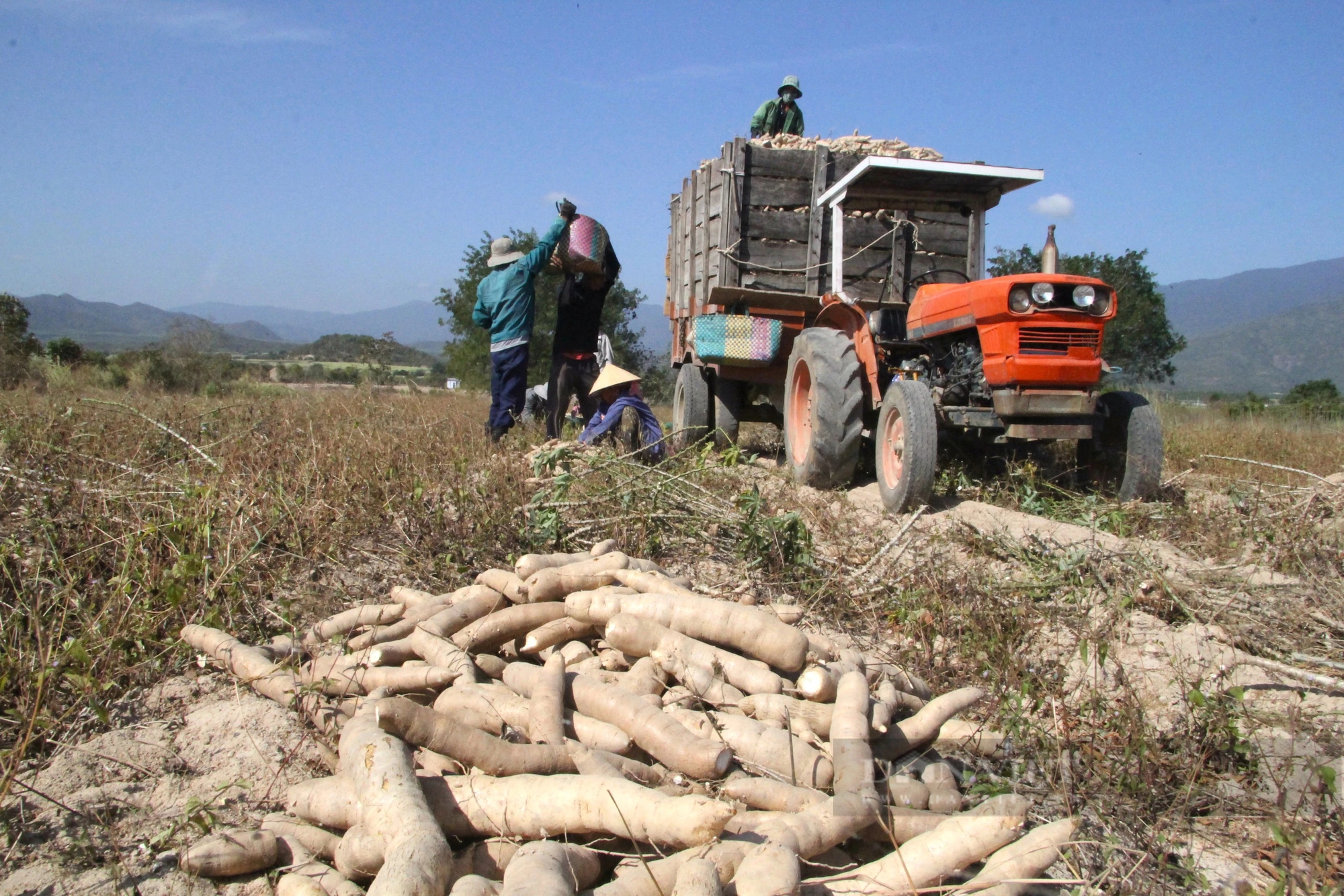 Giá củ mì ở Ninh Thuận tăng cao nhất sau nhiều năm, nông dân phấn khởi đón Tết- Ảnh 3.
