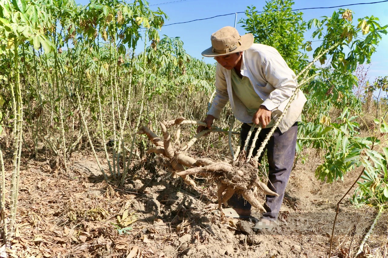 Giá củ mì ở Ninh Thuận tăng cao nhất sau nhiều năm, nông dân phấn khởi đón Tết- Ảnh 4.