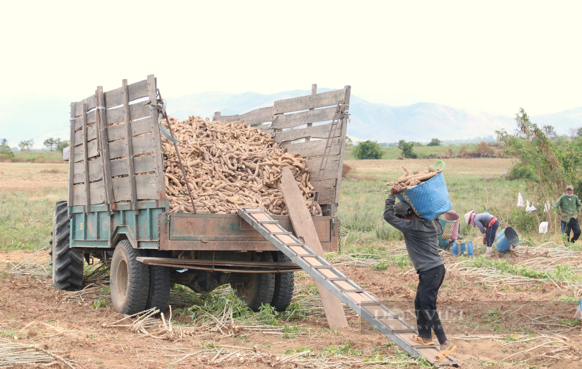 Giá củ mì ở Ninh Thuận tăng cao nhất sau nhiều năm, nông dân phấn khởi đón Tết- Ảnh 5.