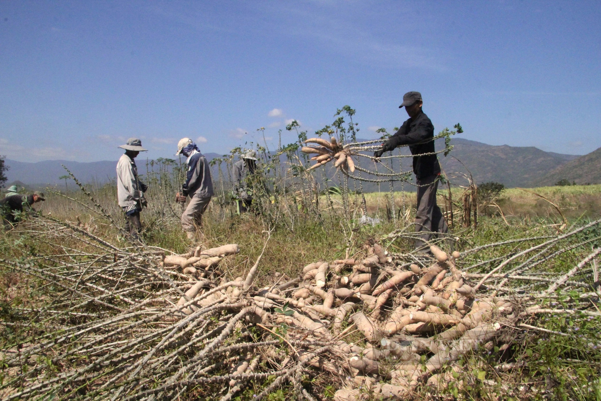 Giá củ mì ở Ninh Thuận tăng cao nhất sau nhiều năm, nông dân phấn khởi đón Tết- Ảnh 7.