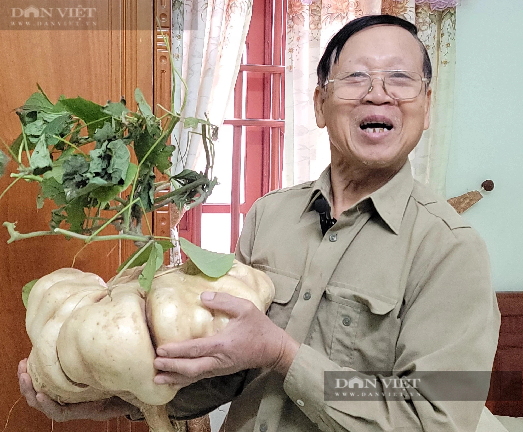 Độc, lạ ở Hải Dương, trồng củ đậu khổng lồ tại Thanh Hà, đào lên la liệt, khách mua tới tấp về chơi Tết- Ảnh 1.