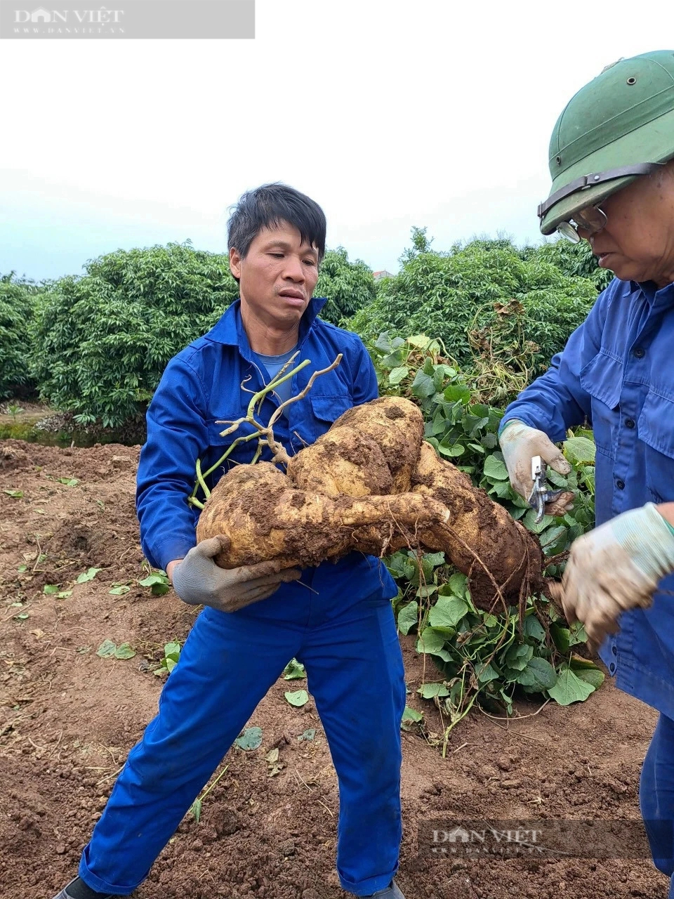 Độc, lạ ở Hải Dương, trồng củ đậu khổng lồ tại Thanh Hà, đào lên la liệt, khách mua tới tấp về chơi Tết- Ảnh 4.