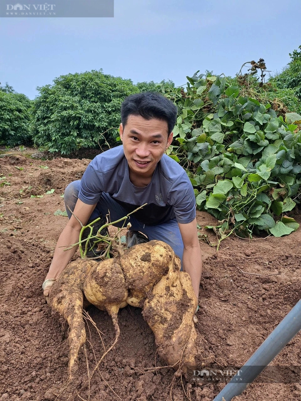 Độc, lạ ở Hải Dương, trồng củ đậu khổng lồ tại Thanh Hà, đào lên la liệt, khách mua tới tấp về chơi Tết- Ảnh 6.