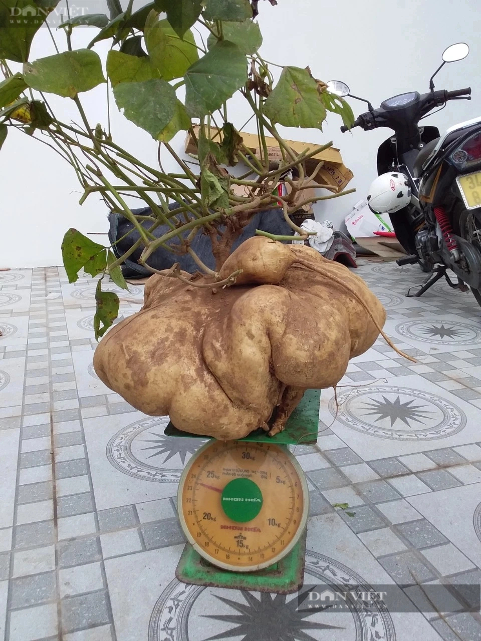 Độc, lạ ở Hải Dương, trồng củ đậu khổng lồ tại Thanh Hà, đào lên la liệt, khách mua tới tấp về chơi Tết- Ảnh 10.