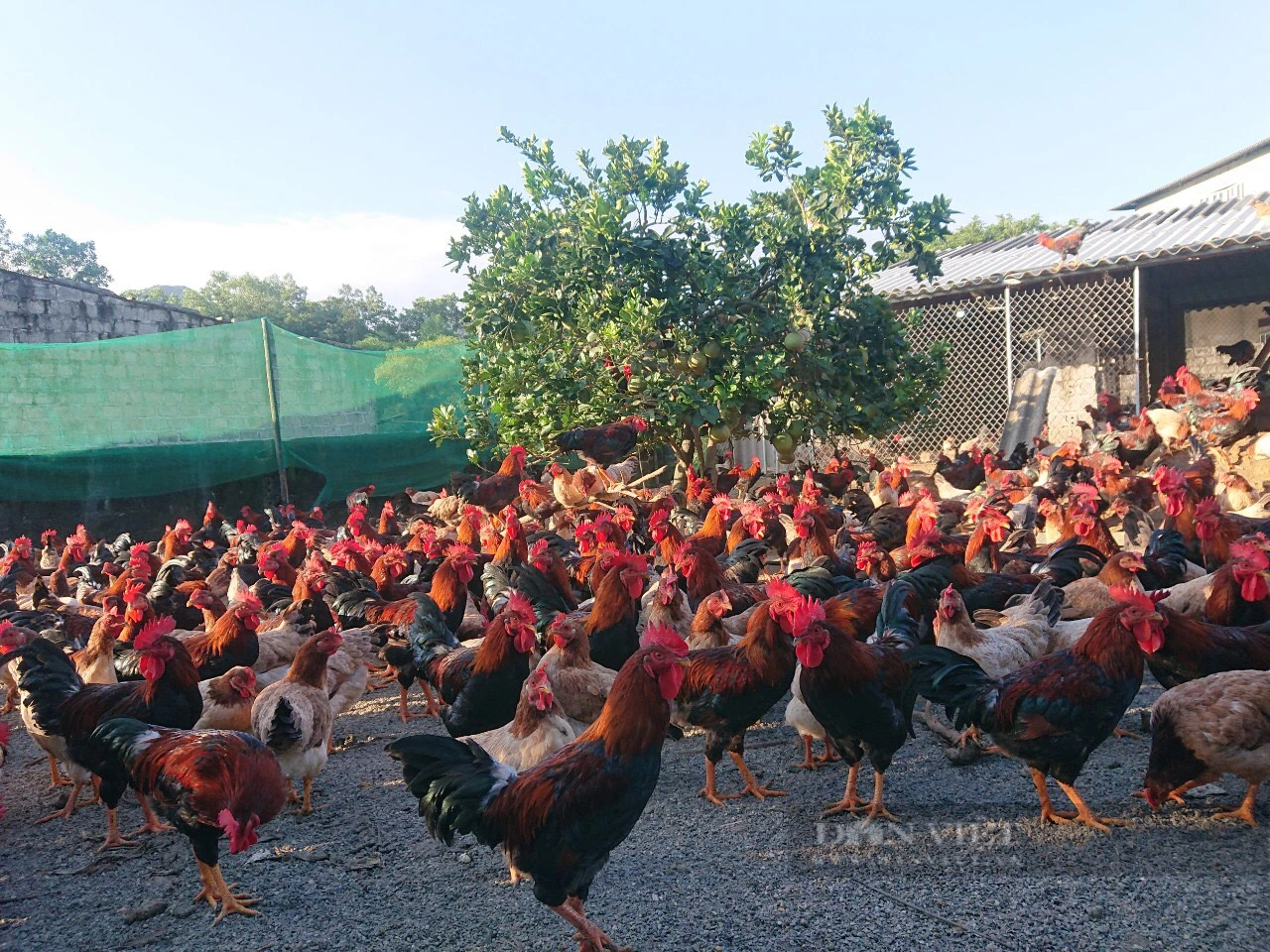 Thủ tục công bố hợp quy thuốc thú y: Người chăn nuôi đang thua lỗ, lại thêm nỗi lo... tăng giá thuốc- Ảnh 5.