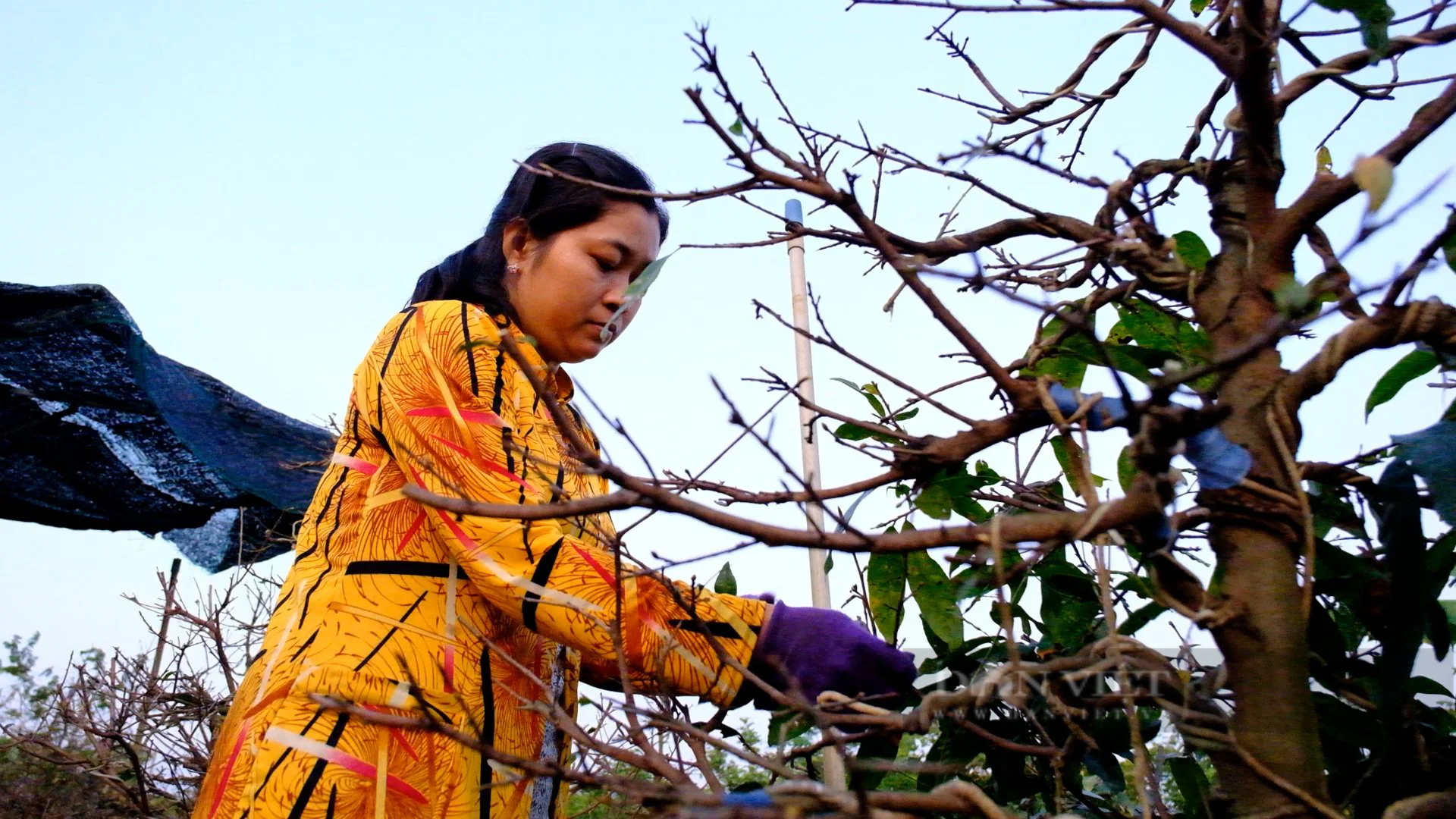 Làng tỷ phú trồng mai tết ở Vĩnh Long trút lá đón hoa, có cây mai khủng giá bán 1 tỷ- Ảnh 1.