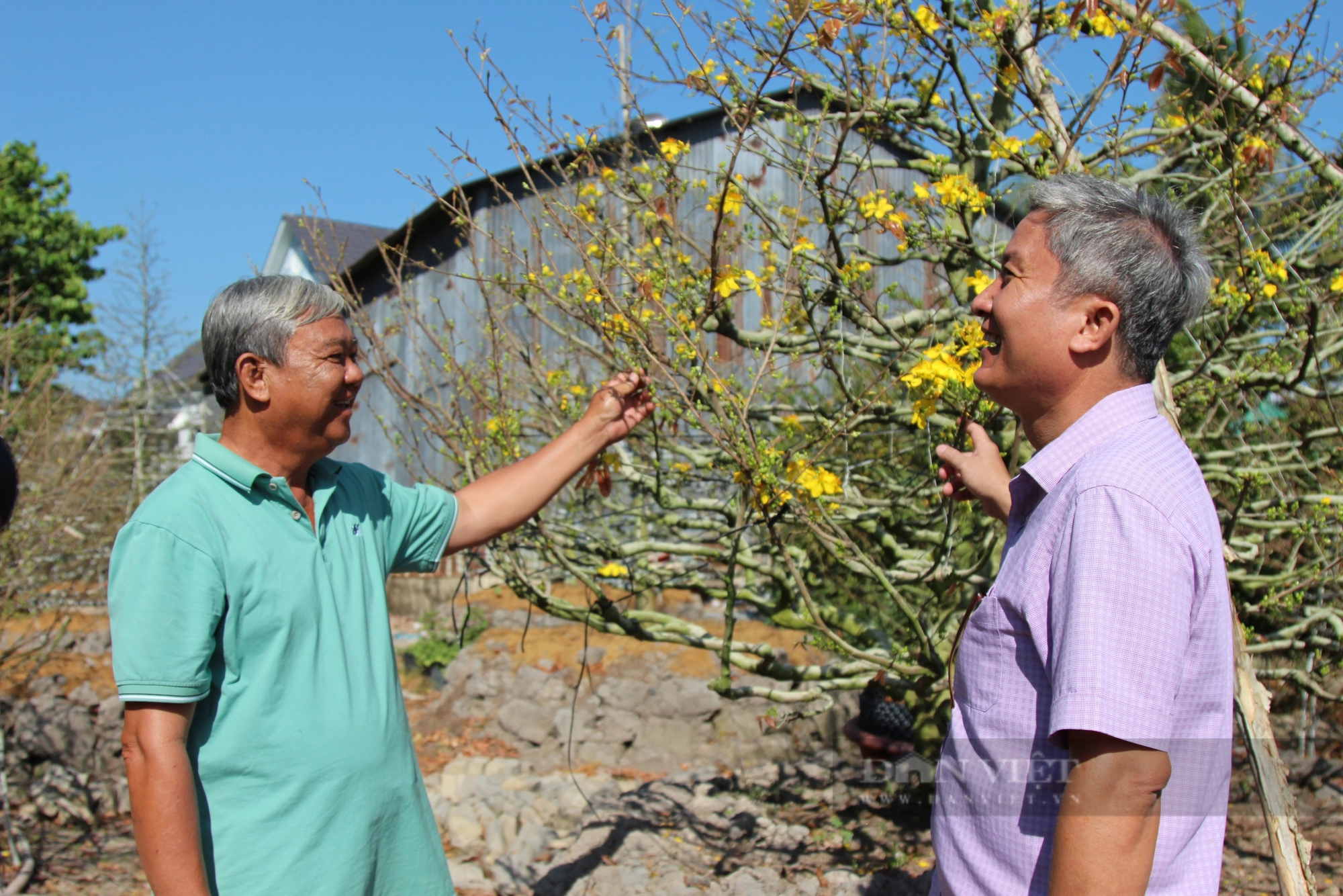 Làng tỷ phú trồng mai tết ở Vĩnh Long trút lá đón hoa, có cây mai khủng giá bán 1 tỷ- Ảnh 4.