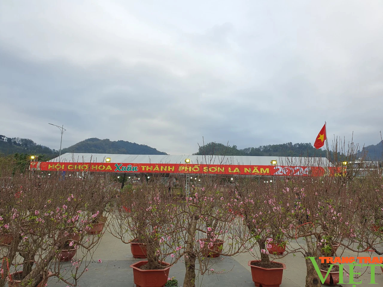 Chợ hoa Xuân thành phố Sơn La hút khách ngày đầu khai mạc- Ảnh 7.