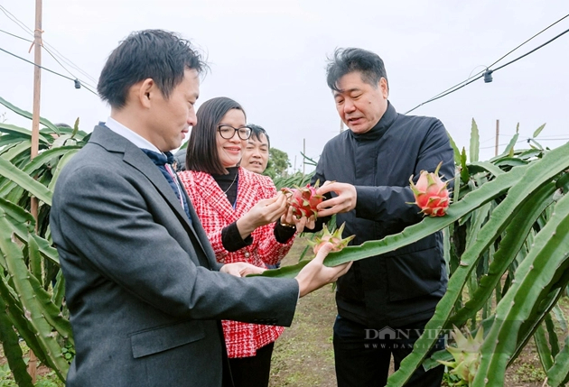 Hé lộ bí quyết khiến cây thanh long "đẻ" trái vụ dịp Tết, một HTX ở Hải Dương bán 30.000 - 50.000 đồng/kg- Ảnh 3.