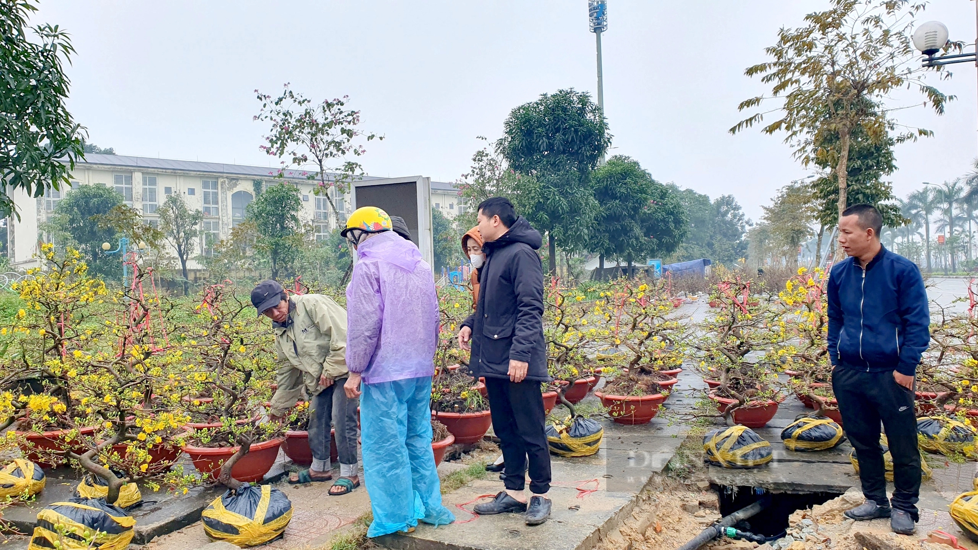 Hà Tĩnh: Nhộn nhịp thị trường cây cảnh Tết Giáp Thìn 2024, cây quất "độc, lạ" được rao bán gần 100 triệu đồng- Ảnh 1.