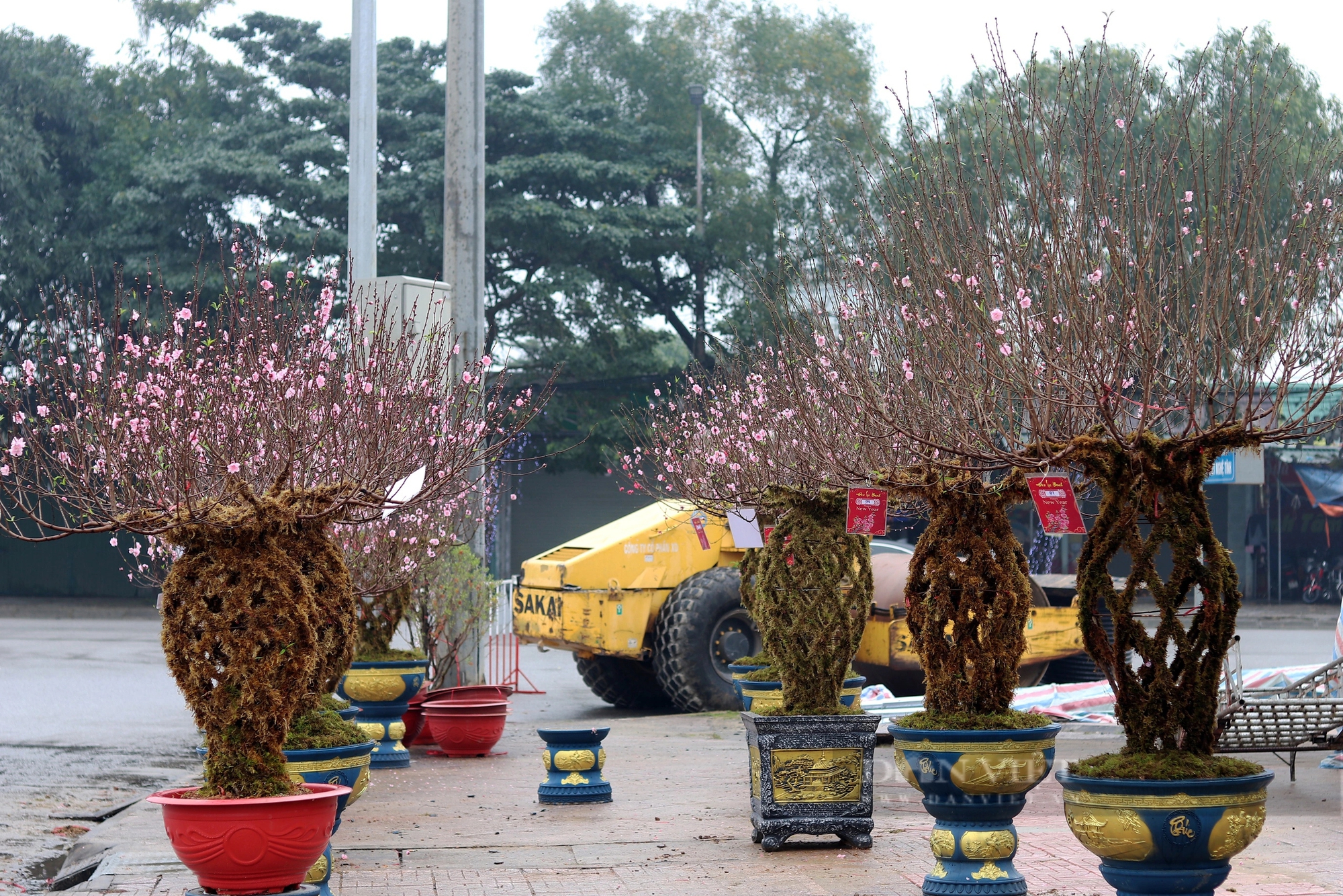 Hà Tĩnh: Nhộn nhịp thị trường cây cảnh Tết Giáp Thìn 2024, cây quất "độc, lạ" được rao bán gần 100 triệu đồng- Ảnh 2.